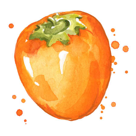 Sweet fresh persimmon watercolor illustrationのイラスト素材