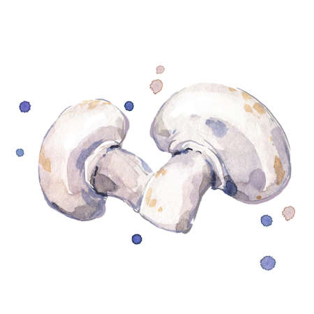 fresh champignons, mushrooms watercolor paintingのイラスト素材