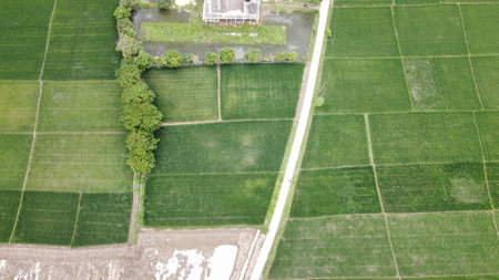 Aerial view of green paddy rice field in countrysideの写真素材