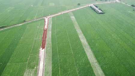 Aerial view of green paddy rice field in countrysideの写真素材