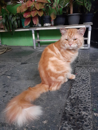 ginger cat sitting on the ground and looking at the camera.の写真素材