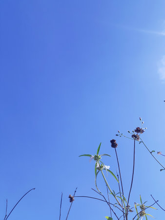 high angle view on sky in summerの写真素材