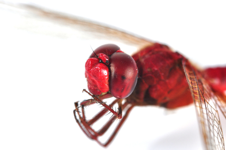Red dragonfly on a white backgroundの写真素材
