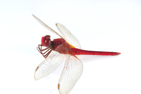 Red dragonfly on a white backgroundの写真素材