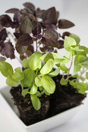 three types of basil with soil in white cup isolated on white - green red and thai
