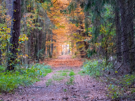autumn or fall country road in the forest with sunflare or sunraysの写真素材