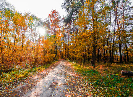 autumn or fall country road in the forest with sunflare or sunraysの写真素材