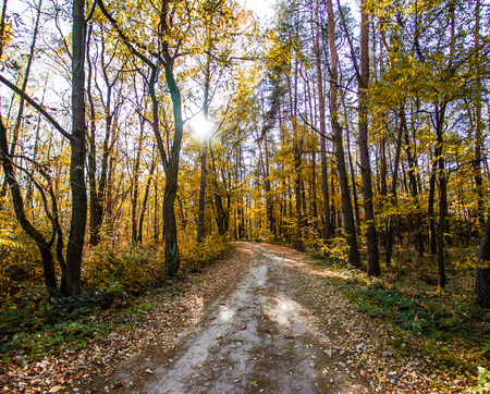 autumn or fall country road in the forest with sunflare or sunraysの写真素材