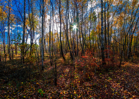 autumn or fall country road in the forest with sunflare or sunraysの写真素材