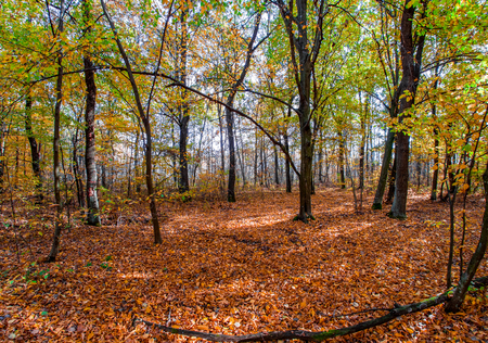 autumn or fall country road in the forest with sunflare or sunraysの写真素材