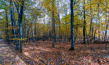 autumn or fall country road in the forest with sunflare or sunraysの写真素材