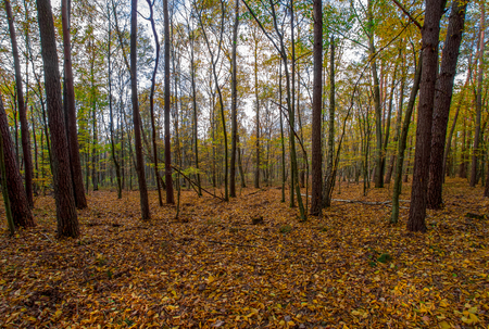 autumn or fall country road in the forest with sunflare or sunraysの写真素材
