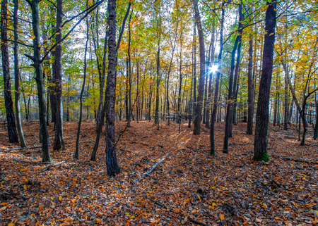 autumn or fall country road in the forest with sunflare or sunraysの写真素材