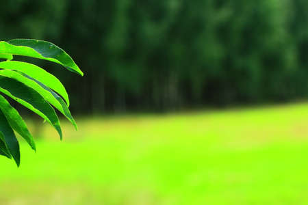 Green leaves from a tree on a background of a forest in the distanceの写真素材