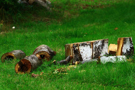 Pieces of pruned old tree lying on green grassの写真素材