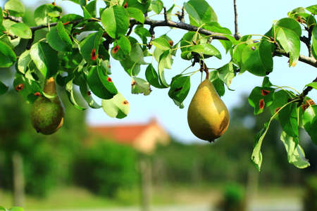 natural pears on a tree in the Polish countrysideの写真素材