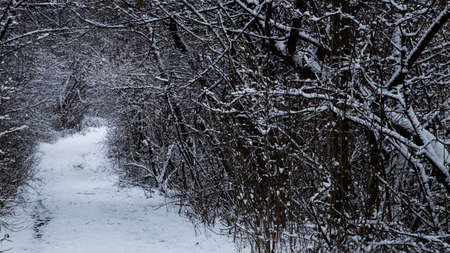 snow-covered forest road surrounded by old dr