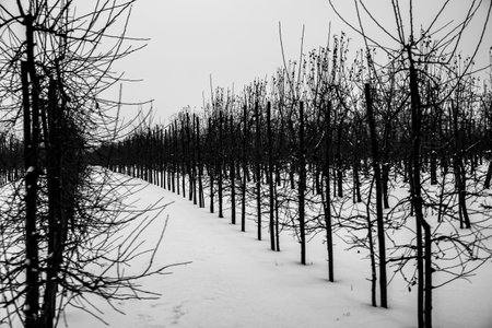 snow-covered road in the orchard in black and whiteの写真素材