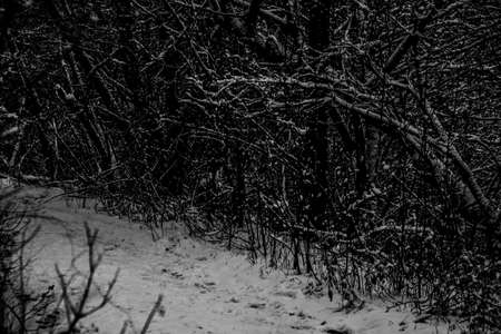 snow-covered forest road surrounded by old drの写真素材