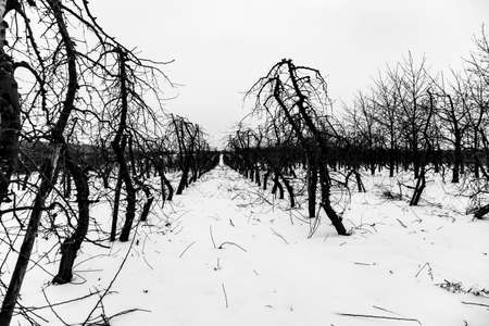 snow-covered road in the orchard in black and whiteの写真素材