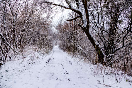 snow-covered forest road surrounded by old dr