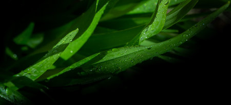 green leaves with water drops