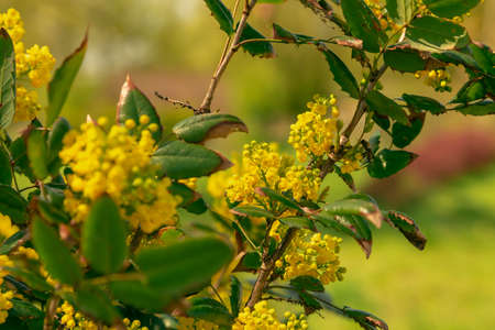 Oregon Grape, Mahonia common Mahonia aquifoliumの写真素材