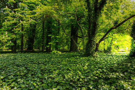 green trees in the royal gardensの写真素材