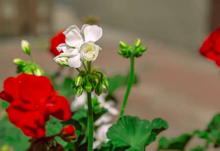 red flower in the sunの写真素材