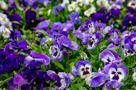 A carpet of purple flowers in a city garden