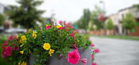 Colorful flowers in a stone pot in the city squareの写真素材