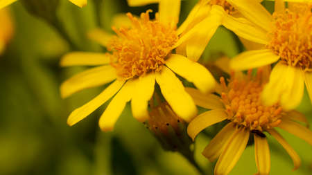 Yellow flowers on a dark background