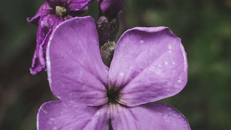 Violet flower close upの写真素材