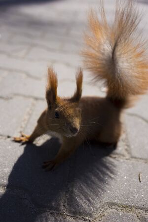 Red squirrel looking at camera on the sidewalk. Close distance, high quality photo.の写真素材