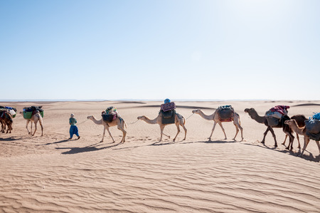Dromedary caravan, Hamada du Draa, stone desert  Morocco の写真素材