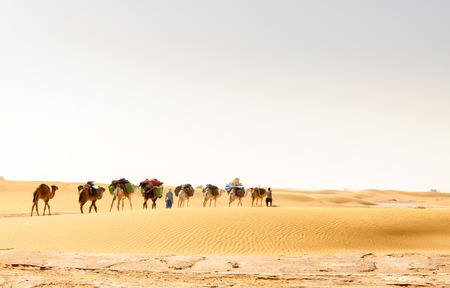 Dromedary caravan among sand dunes, Draa valley (Morocco)の写真素材