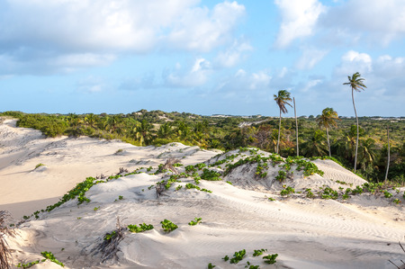 Sand dunes with palms, Pititinga, Natal  Brazil の写真素材