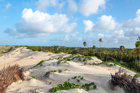 Sand dunes with palms, Pititinga, Natal  Brazil の写真素材