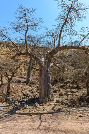 Baobab  adansonia  near Mirbat, Dhofar region  Oman の写真素材