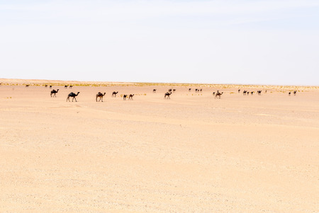 Herd of dromedaries, Rub al-Khali desert, Dhofar region  Oman の写真素材