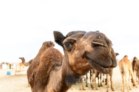 Head of dromedary in Rub al-Khali desert, Dhofar region  Oman の写真素材