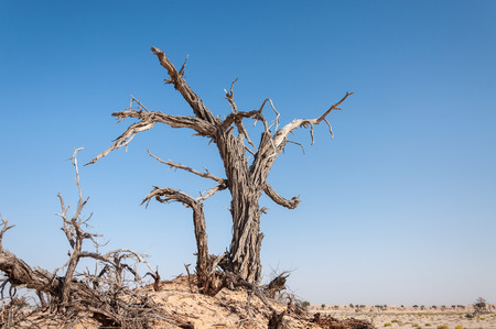 Dead tree in Rub al-Khali desert, Dhofar region  Oman の写真素材