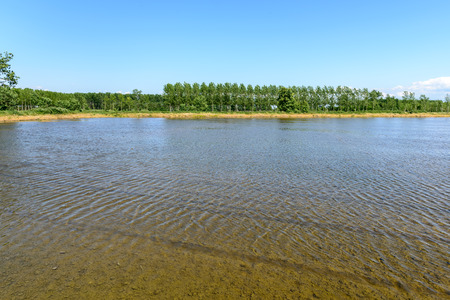 Flooded rice fields with poplars in background, Lomellina  Italy 