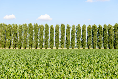 Corn field and poplars near Mortara, Lomellina  Italy の写真素材