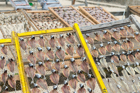 Dried sardines on a net in the sun, Nazare  Portugal の写真素材