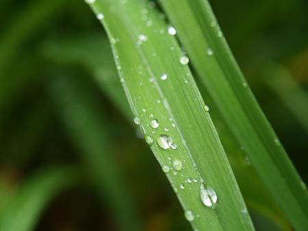 Dew Drops on Leafの写真素材