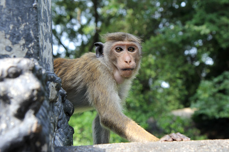 Wild Monkeyの写真素材