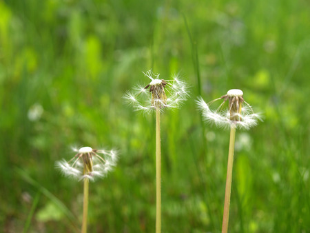 Out of Bloom Dandelionsの写真素材