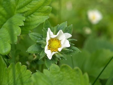 Strawberry Flowerの写真素材