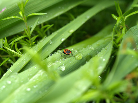 Green Leaves with Rain Dropsの写真素材
